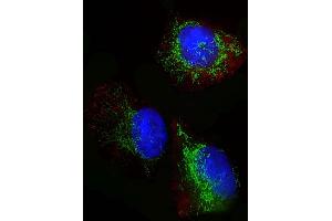 Immunofluorescence (IF) image for anti-Glutaminase (GLS) (AA 516-545), (C-Term) antibody (ABIN652757)