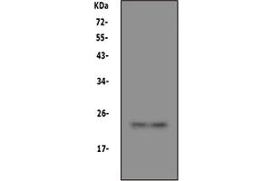 Anti-PRNP antibody, (ABIN3043050), Western blottingLane 1: U87 Cell Lysate Lane 2: U87 Cell Lysate