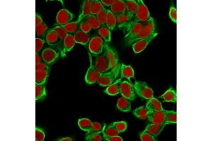 Confocal immunofluorescence image of MCF cells using Cytokeratin 18 Mouse Monoclonal Antibody (DA7). (Cytokeratin 18 Antikörper)