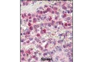 Formalin-fixed and paraffin-embedded human Spleen tissue reacted with P9 antibody (C-term) (ABIN390154 and ABIN2840653) , which was peroxidase-conjugated to the secondary antibody, followed by AEC staining.