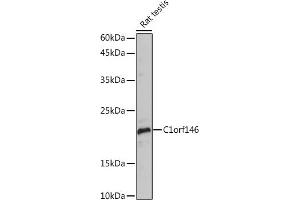 Western blot analysis of extracts of Rat testis, using C1orf146 Rabbit pAb (ABIN7266368) at 1:1000 dilution. (C1ORF146 Antikörper)