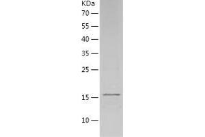 Interleukin 1 alpha (IL1A) (AA 113-271) (Active) protein (His tag)