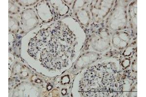 Image no. 5 for anti-Nuclear Respiratory Factor 1 (NRF1) (AA 201-286) antibody (ABIN6741525) (NRF1 Antikörper  (AA 201-286))