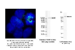 Image no. 4 for anti-Budding Uninhibited By Benzimidazoles 1 Homolog beta (Yeast) (BUB1B) antibody (ABIN363218)