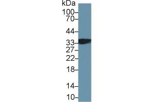 Western Blot; Sample: Mouse Skeletal muscle lysate; Primary Ab: 2µg/ml Rabbit Anti-Human TNNT1 Antibody Second Ab: 0.
