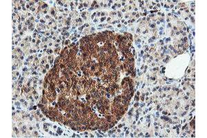 Image no. 11 for anti-Dual Specificity Phosphatase 23 (DUSP23) antibody (ABIN1497930) (DUSP23 Antikörper)