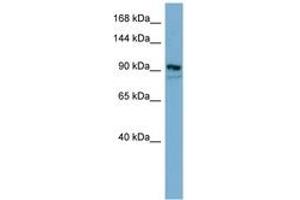 Image no. 1 for anti-Extended Synaptotagmin 2 (ESYT2) (AA 611-660) antibody (ABIN6741795)
