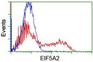 Image no. 2 for anti-Eukaryotic Translation Initiation Factor 5A2 (EIF5A2) antibody (ABIN1497998) (EIF5A2 Antikörper)