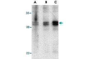 Western blot analysis of XAF1 in human spleen lysate with XAF1 polyclonal antibody  at 1 (lane A), 2 (lane B), and 4 (lane C) ug/mL , respectively. (XAF1 Antikörper  (Internal Region))