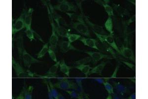 Immunofluorescence analysis of NIH-3T3 cells using CALU Polyclonal Antibody at dilution of 1:100. (CALU Antikörper)