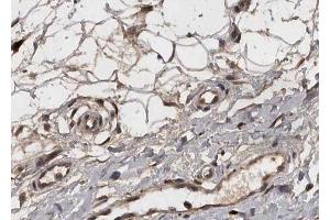 ABIN6268812 at 1/100 staining human Breast tissue sections by IHC-P.