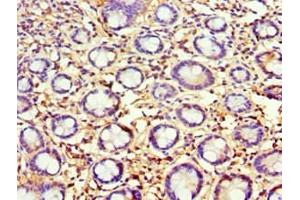 Immunohistochemistry of paraffin-embedded human small intestine tissue using ABIN7144316 at dilution of 1:100 (AGR2 Antikörper  (AA 21-175))