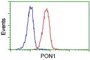 Image no. 5 for anti-Paraoxonase 1 (PON1) antibody (ABIN1500346)