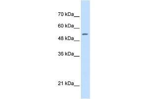 Western Blotting (WB) image for anti-serine Hydroxymethyltransferase 2 (Mitochondrial) (SHMT2) (C-Term) antibody (ABIN2782503)