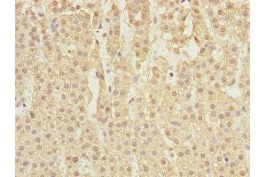 Immunohistochemistry of paraffin-embedded human adrenal gland tissue using ABIN7167138 at dilution of 1:100 (RASSF5 Antikörper  (AA 1-265))