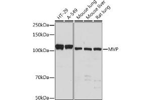 Western blot analysis of extracts of various cell lines, using MVP Rabbit mAb (ABIN7268376) at 1:500 dilution. (MVP Antikörper)