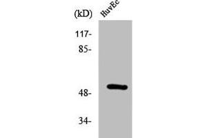 Western Blot analysis of HuvEc cells using Phospho-HNF4-α (S313) Polyclonal Antibody (HNF4A Antikörper  (pSer313))