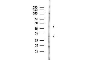Western blot analysis of lysates from Rat testis, using C / OX2 Antibody at 1/1000 dilution.
