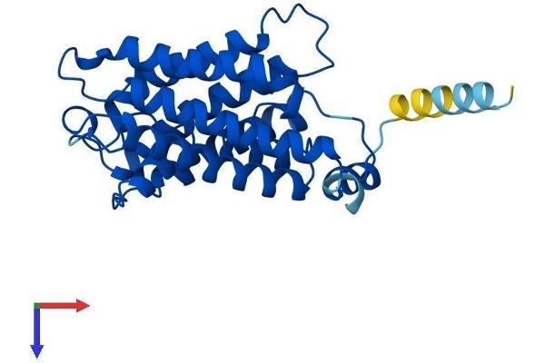 Aquaporin 5 Protein (AQP5) (AA 1-265) (His tag)