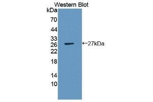 Western Blotting (WB) image for anti-Interleukin 1, beta (IL1B) (AA 115-266) antibody (ABIN1861581) (IL-1 beta Antikörper  (AA 115-266))