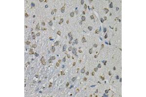 Immunohistochemistry of paraffin-embedded mouse brain using EIF3H Antibody. (EIF3H Antikörper  (AA 80-340))