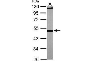 WB Image Sample (30 ug of whole cell lysate) A: NIH-3T3 10% SDS PAGE antibody diluted at 1:1000 (TUBB1 Antikörper)