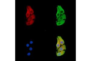 ABIN7096392 and ABIN7100456 staining Hela cells by IF/ICC. (FAM210B Antikörper)
