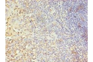 Immunohistochemistry of paraffin-embedded human tonsil tissue using ABIN7146727 at dilution of 1:100 (CA5B Antikörper  (AA 34-314))