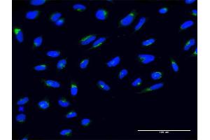 Immunofluorescence (IF) image for anti-Nucleobindin 2 (NUCB2) (AA 322-420) antibody (ABIN948201)
