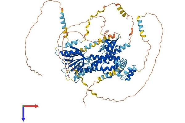 EPS8 Protein (AA 1-822) (His tag)