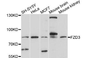Western blot analysis of extracts of various cells, using FZD3 antibody. (FZD3 Antikörper)