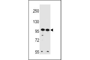 WDR3 Antibody (N-term) (ABIN656456 and ABIN2845740) western blot analysis in Hela,K562 cell line lysates (35 μg/lane). (WDR3 Antikörper  (N-Term))