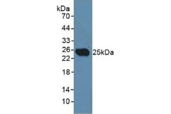 CLEC10A antibody  (AA 71-239)