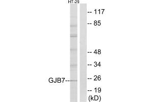 Western blot analysis of extracts from HT-29 cells, using GJB7 antibody. (GJB7 Antikörper  (Internal Region))