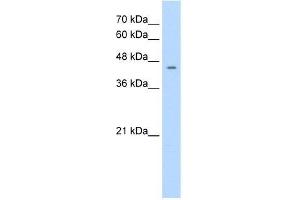 Human HepG2; WB Suggested Anti-NR1I3 Antibody Titration: 1.