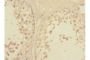 Immunohistochemistry of paraffin-embedded human testis tissue using ABIN7145375 at dilution of 1:100 (LFNG Antikörper  (AA 1-250))