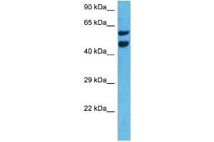Host:  Rat  Target Name:  NR4A3  Sample Tissue:  Rat Liver  Antibody Dilution:  1ug/ml