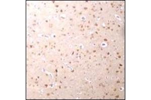 Immunohistochemistry of Nanos3 in human brain tissue with this product at 2. (NANOS3 Antikörper  (C-Term))