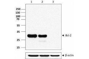 Western Blotting (WB) image for anti-B-Cell CLL/lymphoma 2 (BCL2) (AA 41-54) antibody (ABIN2664062) (Bcl-2 Antikörper  (AA 41-54))