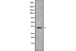 Western blot analysis OR4D2 using HepG2 whole cell lysates (OR4D2 Antikörper)