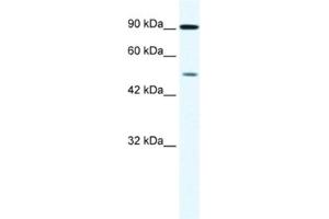Western Blotting (WB) image for anti-Zinc Finger Protein 175 (ZNF175) antibody (ABIN2461227)