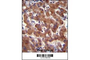 Androgen Receptor Antibody (ANDR) (ABIN389077 and ABIN2850530) immunohistochemistry analysis in formalin fixed and paraffin embedded human liver tissue followed by peroxidase conjugation of the secondary antibody and DAB staining. (Androgen Receptor Antikörper  (AA 365-392))