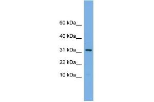 MRPS6 Antikörper  (C-Term)