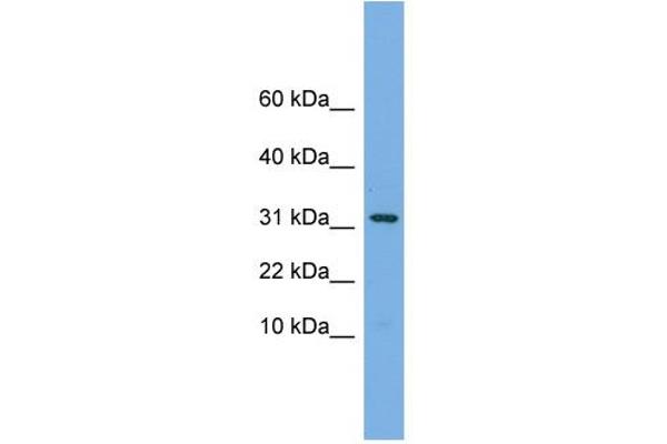 MRPS6 Antikörper  (C-Term)