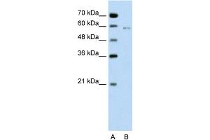 WB Suggested Anti-CDC23 Antibody Titration:  0.