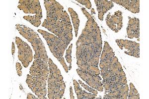 ABIN7094466 and ABIN7098514 at 1/100 staining Rat pancreatic tissue by IHC-P. (SCG2 Antikörper  (N-Term))