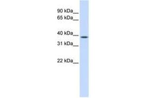 Image no. 1 for anti-ELK3, ETS-Domain Protein (SRF Accessory Protein 2) (ELK3) (AA 180-229) antibody (ABIN6741509) (ELK3 Antikörper  (AA 180-229))