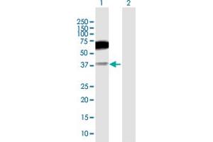 Western Blot analysis of CD200R1 expression in transfected 293T cell line by CD200R1 MaxPab polyclonal antibody.