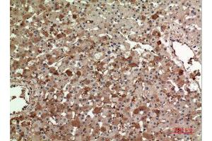 Immunohistochemistry (IHC) analysis of paraffin-embedded Human Liver, antibody was diluted at 1:100. (APOA1 Antikörper  (Internal Region))