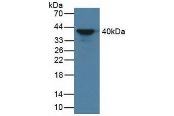 AZGP1 antibody  (AA 148-298)